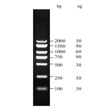 Superbrilliant® DM2000 Plus DNA marker (ZS-M18001)
