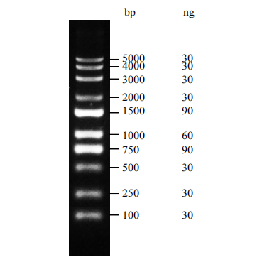 Superbrilliant® DM5000 DNA Marker（ZS-M18002）