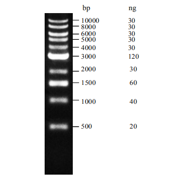 Superbrilliant® DM10kb DNA marker (ZS-M18004)