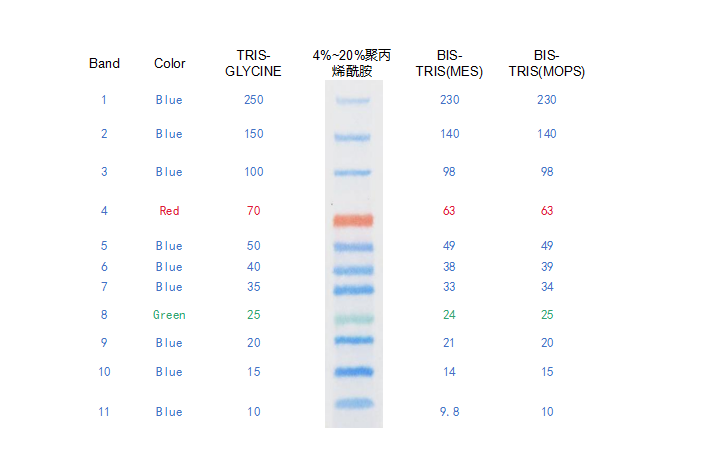 Superbrilliant® 三色蛋白Marker (10~250kDa)(ZS-PR24001)