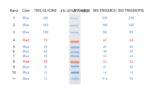 Superbrilliant® 双色蛋白Marker (10~250kDa)(ZS-PR24003)