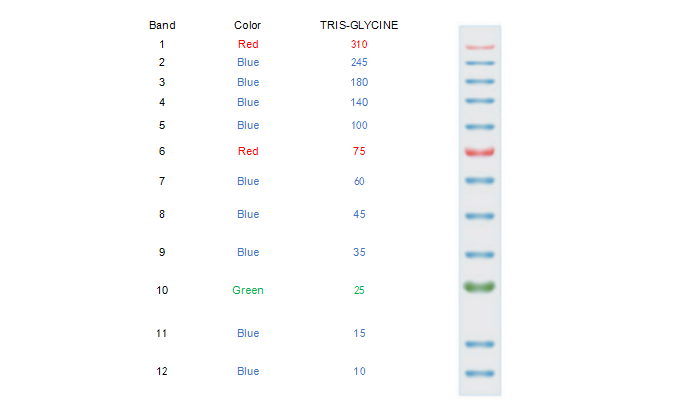 Superbrilliant® 三色蛋白Marker (10~310kDa)(ZS-PR24004)