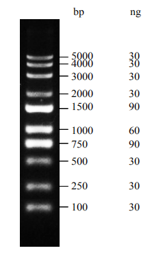 Supersmart DM5000 DNA Marker（ZS-M18002）