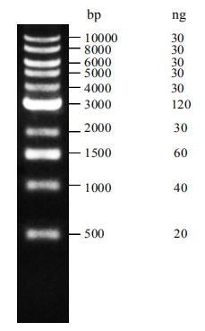 Supersmart DM10kb DNA marker (ZS-M18004)