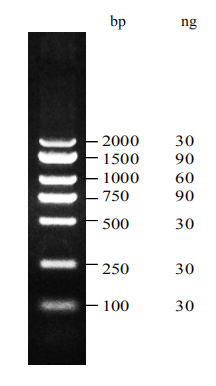  Supersmart DM2000 Plus DNA marker (ZS-M18001)