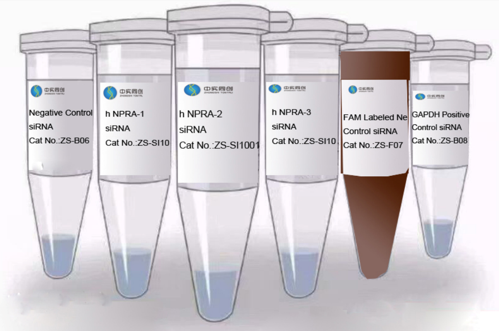 Superbrilliant®  普通siRNA (ZS-SI1001)