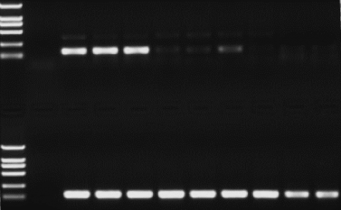 Superbrilliant® 5×高保真全血直接PCR Mix (ZS-M12006)