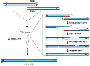 Superbrilliant®  高效无缝克隆试剂盒 (ZS-M16004)